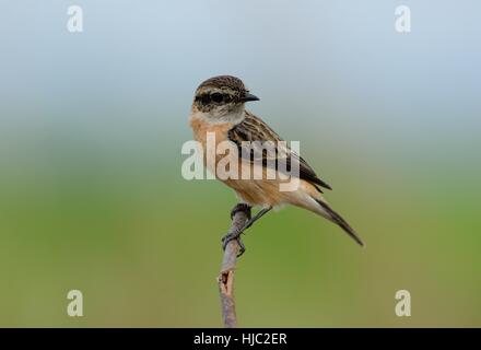 schöne weibliche östliche Schwarzkehlchen (Saxicola Stejnegeri) auf Anhöhe Stockfoto