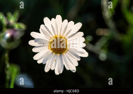 Mais-Kamille - Anthemis Arvensis fand am Wilstone Stausee, Hertfordshire, UK Stockfoto