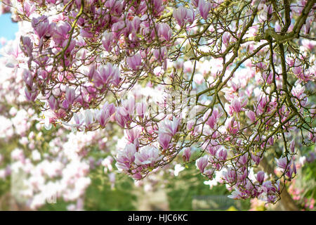 Landschaftsbild der schönen Frühling blühende Magnolie Baum/Strauch rosa, Becher-geformte Blumen, gegen einen blauen Himmel und weichen Hintergrund. Stockfoto