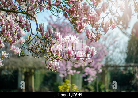 Landschaftsbild der schönen Frühling blühende Magnolie Baum/Strauch rosa, Becher-geformte Blumen, gegen einen blauen Himmel und weichen Hintergrund. Stockfoto