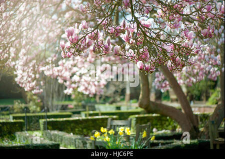 Landschaftsbild der schönen Frühling blühende Magnolie Baum/Strauch rosa, Becher-geformte Blumen, gegen einen blauen Himmel und weichen Hintergrund. Stockfoto