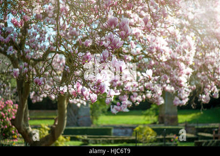 Landschaftsbild der schönen Frühling blühende Magnolie Baum/Strauch rosa, Becher-geformte Blumen, gegen einen blauen Himmel und weichen Hintergrund. Stockfoto