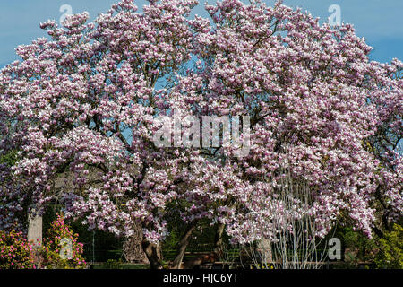 Landschaftsbild der schönen Frühling blühende Magnolie Baum/Strauch rosa, Becher-geformte Blumen, gegen einen blauen Himmel und weichen Hintergrund. Stockfoto