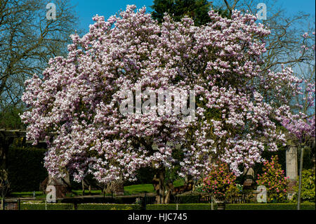 Landschaftsbild der schönen Frühling blühende Magnolie Baum/Strauch rosa, Becher-geformte Blumen, gegen einen blauen Himmel und weichen Hintergrund. Stockfoto