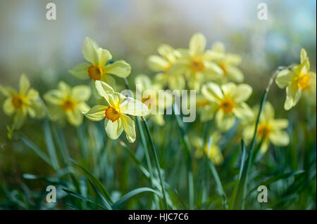 Gelbe Feder blühenden Narzissen - Narcissus in sanften Sonnenschein Stockfoto