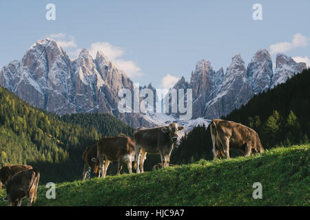 Kühe weiden, St. Magdalena, Val di Funes (Villnösser Tal), Dolomiten, Italien Stockfoto