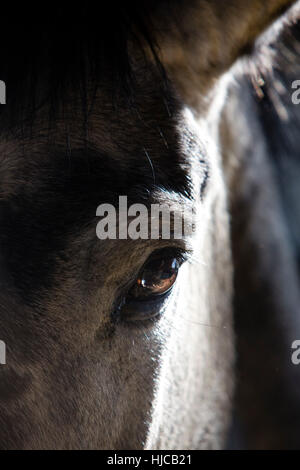 Nahaufnahme von Augen, Augenbrauen und Ohr des Pferdes Stockfoto