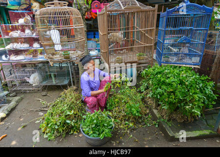 Yogyakarta, Java, Indonesien: Leute verkaufen Vögel auf dem Pasar Ngasem Markt am 6. August 2016 in Yogyakarta, Java, Indonesien. Stockfoto
