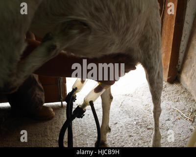 Euter mit der hand massieren, beim Melken Nanny Goat mit Maschine Stockfoto