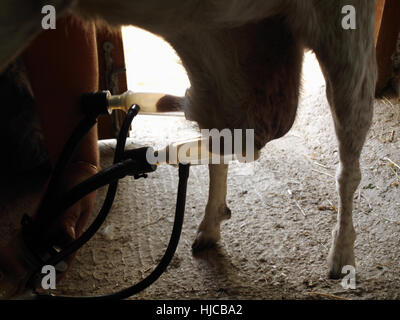 Nanny Goat mit Maschine Melken Stockfoto