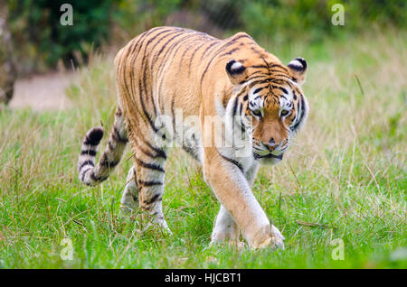 Amur-Tiger geistert sein Hoheitsgebiet Stockfoto