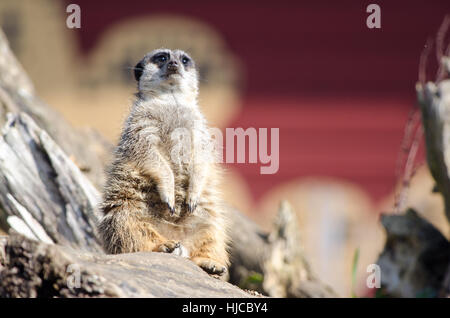 Ein einsamer Erdmännchen aus blickt man auf seinem Hoheitsgebiet Stockfoto