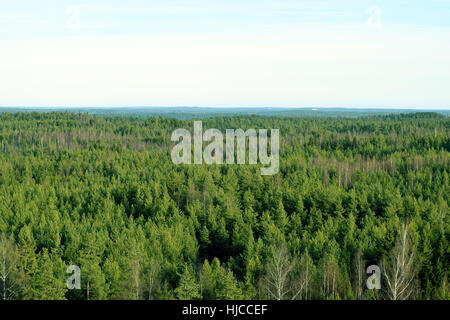 Wald-Luftaufnahme. Birken, Kiefern und Fichten in Südfinnland. Stockfoto