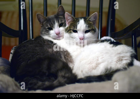 Zwei Katzen zusammen auf Stuhl liegend. Stockfoto