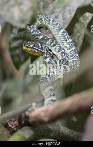 Eine Schlange in den Dschungel in Bukit Lawang, Sumatra, Indonesien Stockfoto