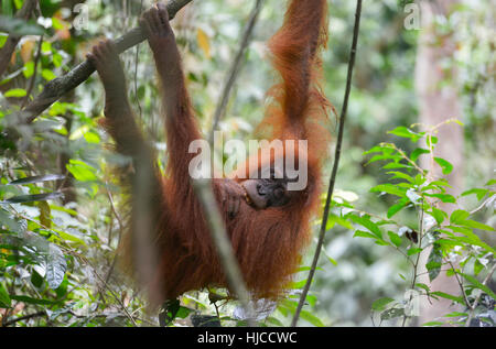 Orang-Utan im Dschungel in Bukit Lawang, Sumatra, Indonesien Stockfoto