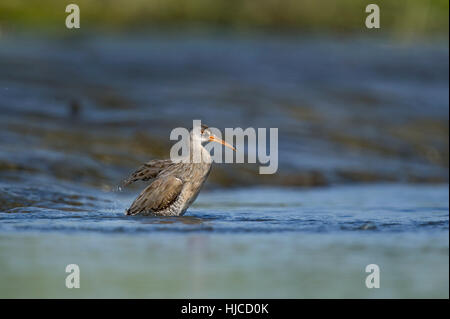 Ein Klöppel Schiene flattert herum und sieht lustig, wie es in einem flachen Fluss der strahlend blauen Wasser an einem sehr sonnigen Morgen taucht. Stockfoto