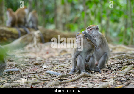 Affen im Dschungel in Bukit Lawang, Sumatra, Indonesien Stockfoto