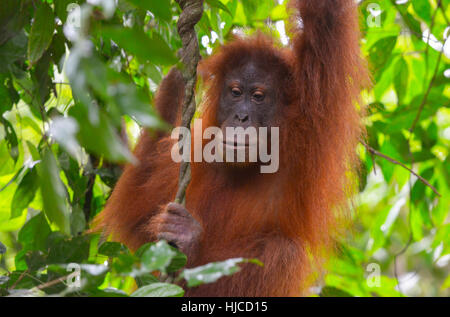 Orang-Utan im Dschungel in Bukit Lawang, Sumatra, Indonesien Stockfoto