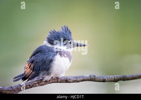 Ein enger Foto ein Belted Eisvogel thront auf einem Ast in weiches Licht mit einem grünen Hintergrund. Stockfoto