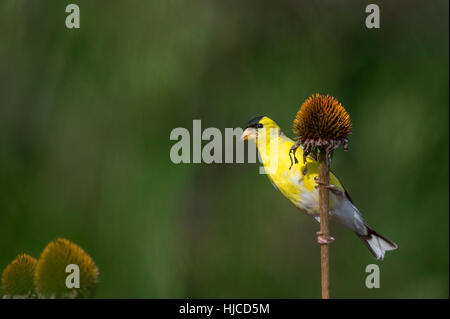 Eine männliche amerikanische Stieglitz Fütterung auf eine Echinacea an einem sonnigen Tag vor einem grünen Hintergrund. Stockfoto