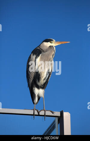 Graureiher (Ardea Cinerea) ruht auf blauen Himmel Stockfoto