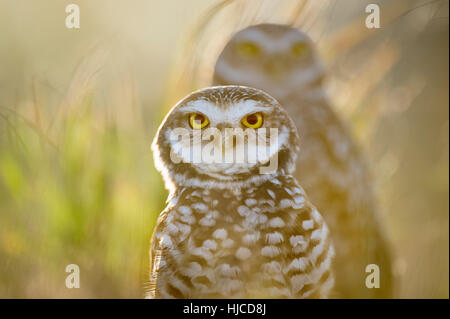 Ein Florida-Kanincheneule steht vor einem anderen als die helle Sonne scheint hinter dem Paar. Der Vogel leuchtend gelben Augen hervorstechen. Stockfoto