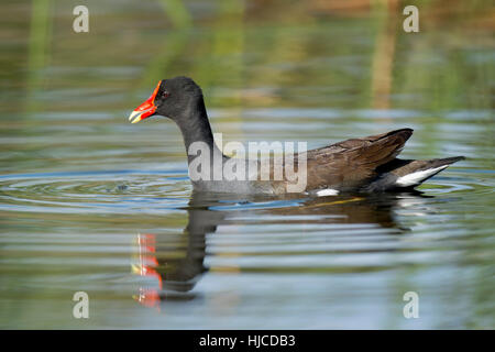 Eine seltsam aussehende gemeinsame Gallinule schwimmt entlang in ruhigem Wasser an einem sonnigen Tag. Stockfoto