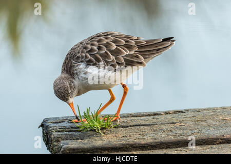 Gemeinsamen Rotschenkel Stockfoto