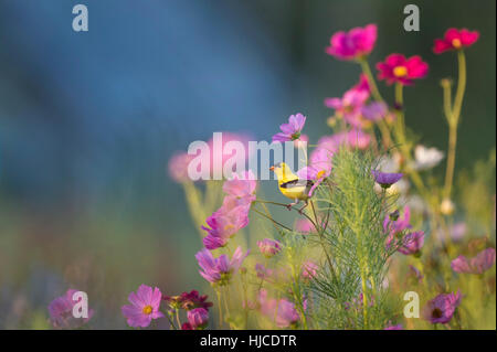 Eine amerikanische Stieglitz hockt inmitten eines Gartens mit Blumen als die steigende Sonne scheint auf die leuchtend gelben Vogel. Stockfoto