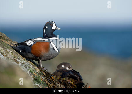 Eine männliche Ente Harlekin hält einen Ausblick, wie eine Frau auf einem Steg Felsen im Hintergrund an einem hellen sonnigen Morgen sitzt. Stockfoto