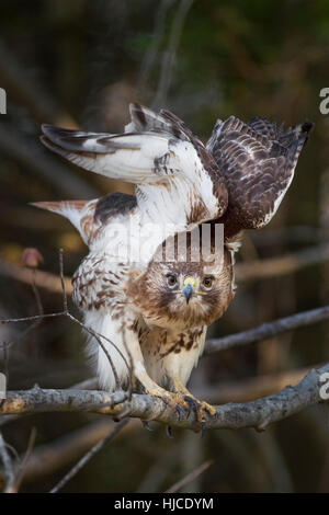 Ein rot - angebundener Falke streckt seine Flügel nur vor dem Start von einem Zweig in weiches Licht. Stockfoto