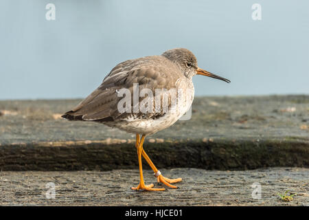 Gemeinsamen Rotschenkel Stockfoto