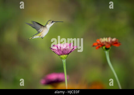 Eine weibliche Ruby – Throated Kolibri schwebt knapp über einem hellen rosa Zinnia Blume. Stockfoto