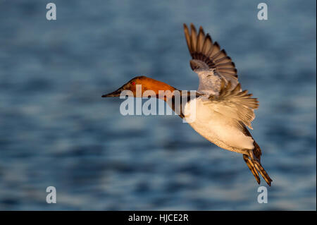 Eine männliche Canvasback Ente hält seine Flügel und gleitet mit seinen Füßen hängen niedrig zu landen. Stockfoto