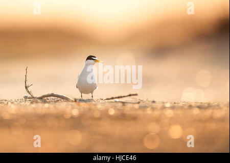 Eine zumindest Tern steht am Sandstrand mit ein paar Stöcken umgibt, als am frühen Morgen scheint die Sonne von hinten es schaffen ein warmes Glühen auf das bir Stockfoto