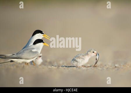 Eine kleine zumindest Tern Küken wendet sich von seinen Eltern nach packte einen Sandaal von ihnen an einem Sandstrand. Stockfoto