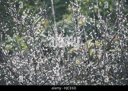 Zweige der Pflaumenbaum fallenden kleine Blume Blätter im Winter zu ersetzen. Stockfoto