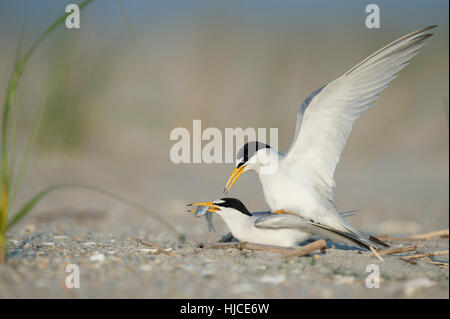 Ein paar mindestens Seeschwalben sind an einem Sandstrand Paarung, da das Männchen mit seinen Flügeln schlägt und das Weibchen hat ein Fisch in ihrem Schnabel. Stockfoto
