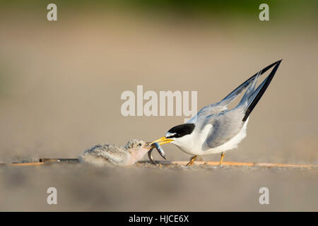 Erwachsener zumindest Tern füttert seine Küken einen Sandaal am Strand in der frühen Morgensonne. Stockfoto