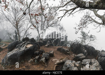 Schwarzer Fels auf Felsen umgeben von Nebel und trockenen Baum im Wintersaison. Kaltes Wetter drehen Baum zu fallen und verlässt die Farbe wechseln. Stockfoto