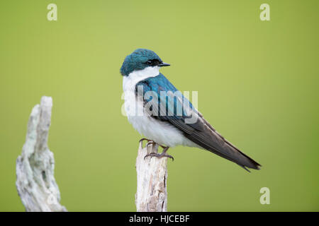 Irisierende Erwachsener sitzt Baum schlucken thront auf einem leichten Zweig vor einem glatten grünen Hintergrund. Stockfoto