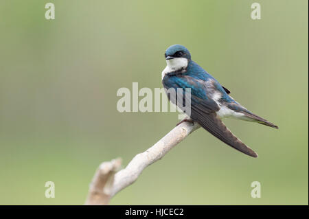 Irisierende Erwachsener sitzt Baum schlucken thront auf einem leichten Zweig vor einem glatten grünen Hintergrund. Stockfoto