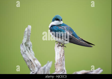 Irisierende Erwachsener sitzt Baum schlucken thront auf einem leichten Zweig vor einem glatten grünen Hintergrund. Stockfoto