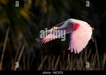 Eine rosige Löffler fliegt vor einem dunklen Hintergrund als am frühen Morgen Sonne leuchtet hell rosa Flügel. Stockfoto