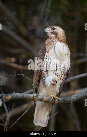 Ein rot - angebundener Falke sitzt auf einem Ast mit einem Fuß in sehr weichen schmeichelhaften Licht ausgelöst. Stockfoto