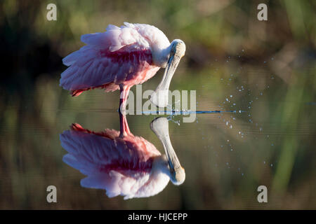 Ein helles rosa rosige Löffler beschäftigt in der Abend-Sonne putzen.  Es würde immer wieder tauchen Schnabel ins Wasser, plantschen nur ein bisschen, die Stockfoto