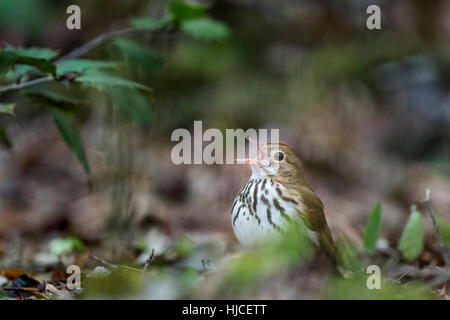 Ein Ovenbird singt laut wie sie auf dem Waldboden mit einigen grünen Blättern um ihn herum sitzt. Stockfoto