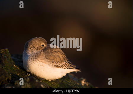 Einem einzigen Alpenstrandläufer sitzt auf einem Steg Felsen mit seinem Schnabel versteckt in seine wieder versucht, als das erste Licht des Tages glänzt auf ihm ruhen. Stockfoto