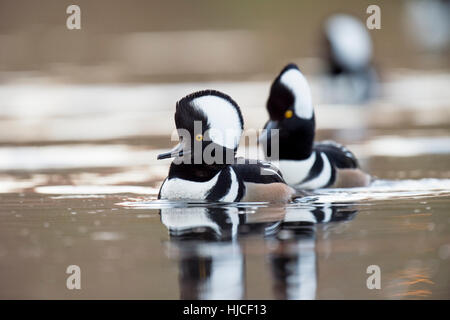 Eine kleine Gruppe von vermummten Säger schwimmen auf einen kleinen Teich ihre Hauben für Frauen in der Nähe anzeigen. Stockfoto